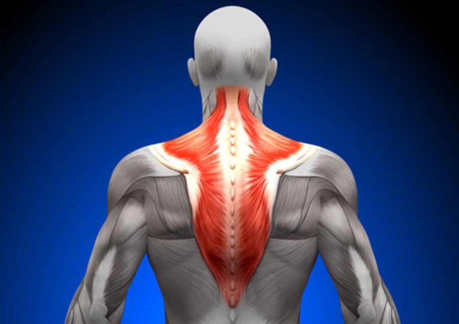 Забота о спине и здоровье позвоночника: основы профилактики и тренировки для укрепления спины